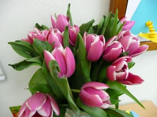 Krásné tulipány od&nbsp;děvčat